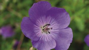 Geranium Rozanne
